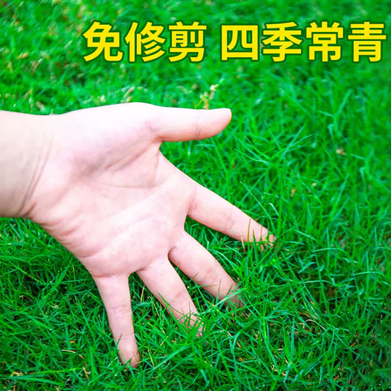 草坪草籽护坡高羊茅四季常青庭院地毯草皮绿化草种子 高羊茅包衣(5斤)高清大图