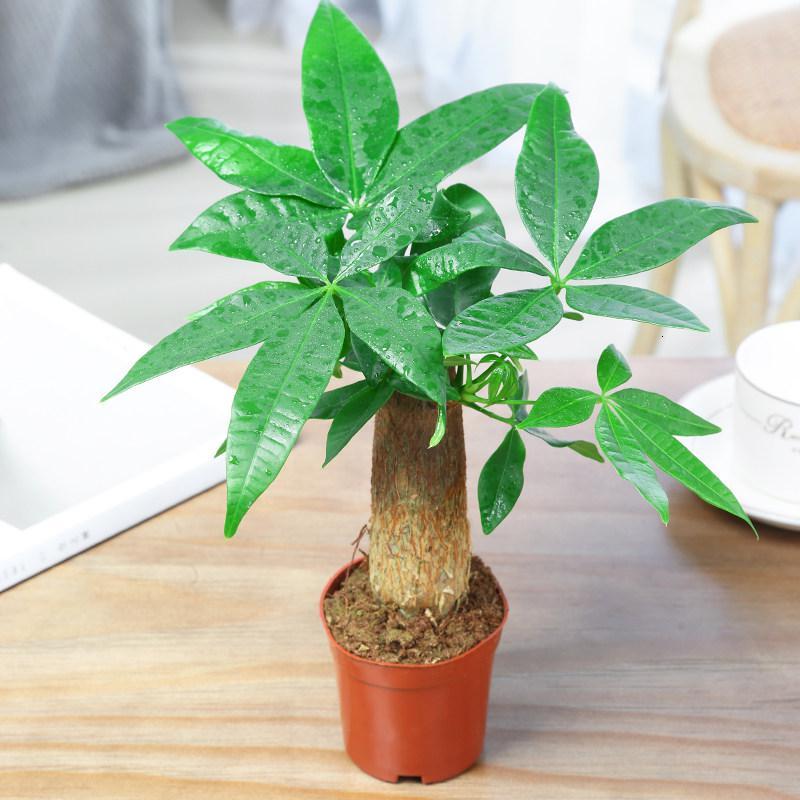 悦芳华发财树盆栽植物室内花卉小盆景客厅办公室绿植四季常青招财摇钱