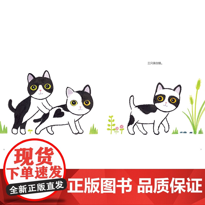 猫咪多多多!高清大图