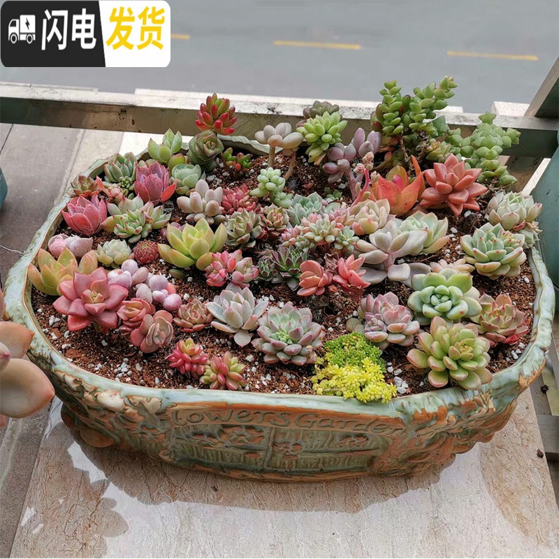 三维工匠 20-30厘米大口径多肉花盆陶瓷大号花盆特大拼盘 古典美大号 特大花盆容器