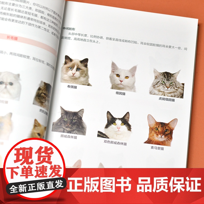 猫图鉴170余种纯种猫挑选与饲养指南,幼猫与成猫外观展示高清大图