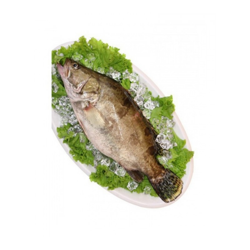 博多客鱼类桂鱼500g 1条新鲜鳜鱼贵鱼海鲜水产桂花鱼生鲜 价格图片品牌报价 苏宁易购博多客食品专营店