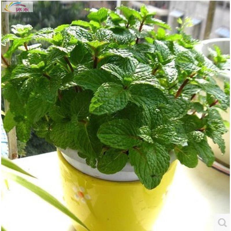 薄荷种子盆栽香草花卉籽驱蚊草种子迷迭香薰衣草鼠尾草艾草报价 参数 图片 视频 怎么样 问答 苏宁易购