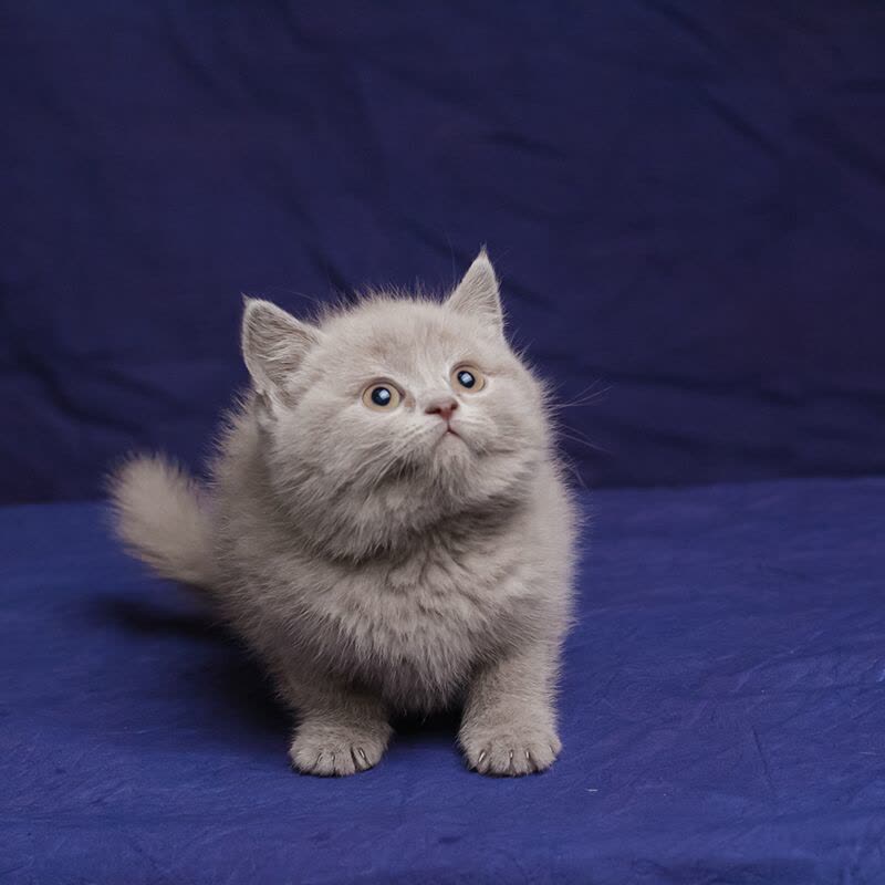 英国蓝猫英国短毛猫蓝猫纯种蓝猫幼崽猫咪幼猫【价格图片品牌报价
