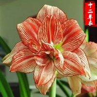逍遥进口荷兰重瓣朱顶红种球大球地栽球根花苗 耐热四季种盆栽花卉当年开花 A19/双梦+多菌灵 其他