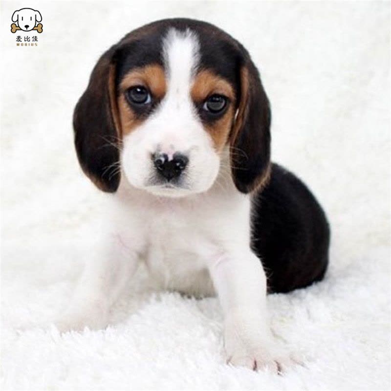 麦比佳宠物比格狗狗活体 花色比格犬幼犬纯种血统级比格短毛米格鲁猎兔犬比格猎狗高智商家养中小型犬视频挑选图片