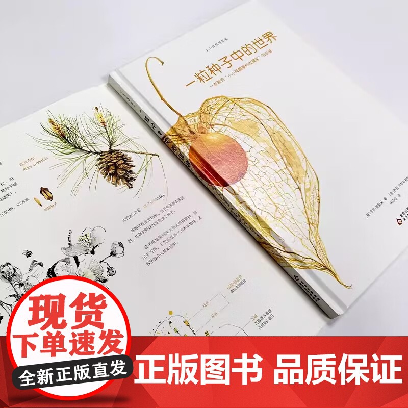 一粒种子中的世界意大利生态教育绘本3到6岁儿童书籍幼儿园阅读专用揭秘神奇能力一本颠覆孩子对种子认知与想象的书讲述了奇妙故高清大图