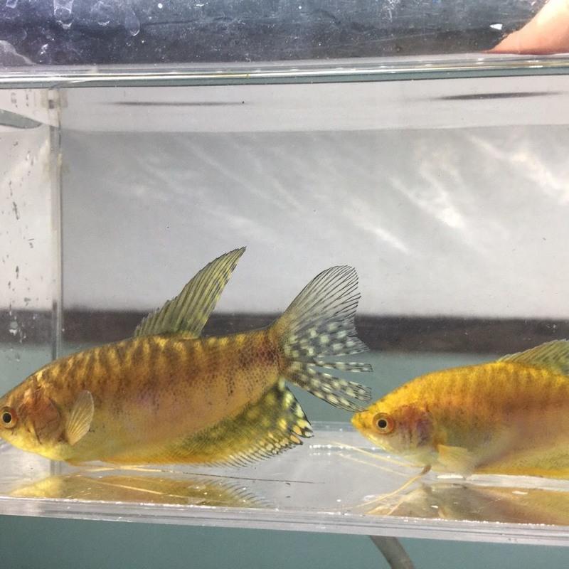 曼龙鱼适合新手养的鱼蓝曼龙鱼黄曼龙鱼接吻鱼活体丽丽鱼812公分蓝