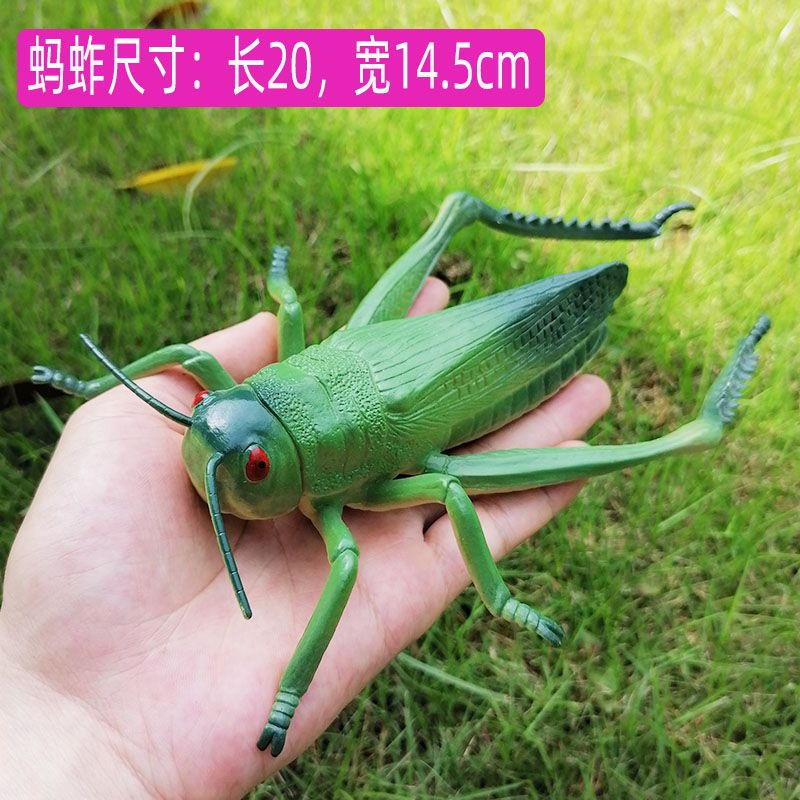 仿真小动物昆虫模型大个头过家家玩具蚂蚁蟋蟀蜘蛛蝎子瓢虫蜻蜓 蜘蛛