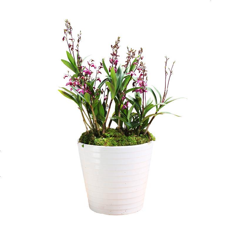 兰花苗植物 盆栽花卉室内绿植名贵浓香带花苞四季好养