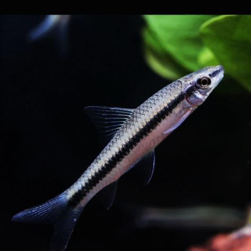 黑线飞狐鱼活体清洁除藻除青苔观赏鱼热带鱼活体水族草缸 黑线飞狐(2