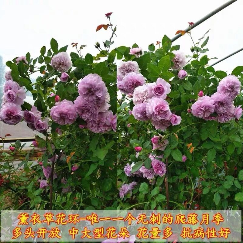 1米5高大苗 套餐 蔷薇花苗藤弹痕本月季特大花爬藤植物四季开花薰衣草花环1米5左右不含盆图片 高清实拍大图 苏宁易购