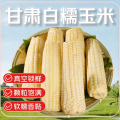 甘肃白糯玉米
