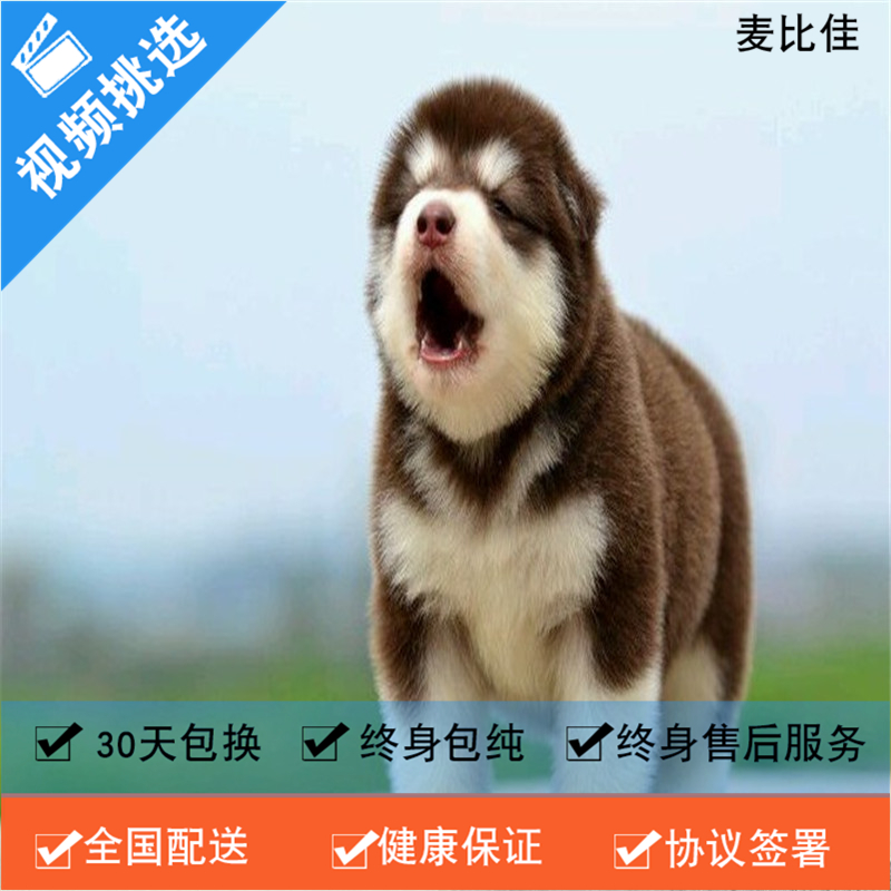 麦比佳 纯种巨型阿拉斯加幼犬活体宠物 熊版十字脸阿拉斯加雪橇犬 双血统烟灰色桃脸阿拉斯加幼崽 巨大型雪橇犬阿拉斯加犬红色高清大图