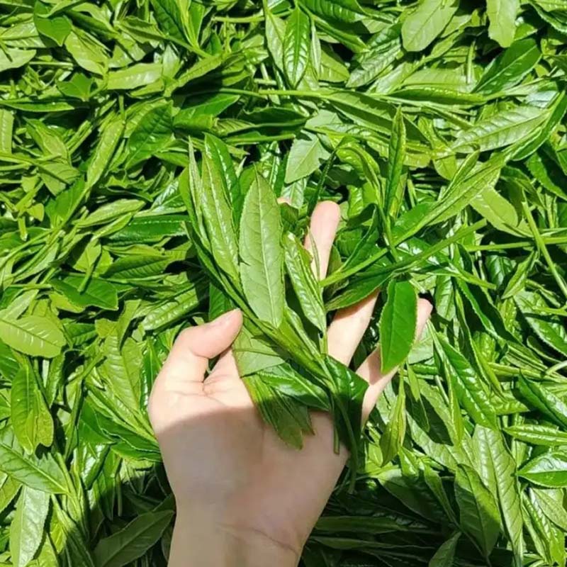 海汀園 太平猴魁 250g 罐高清大图