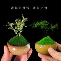 组合盆栽创意迷你六月雪文竹罗汉松鸭脚木室内办公桌摆好养微绿植|组合套餐[六月雪+文竹]