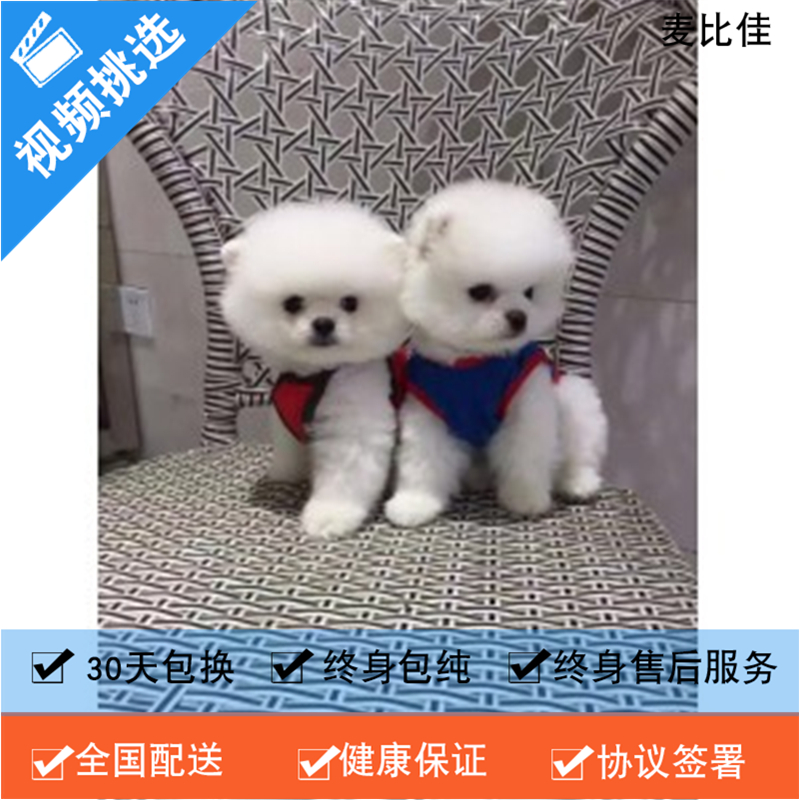 麦比佳 纯种哈多利系球体博美犬幼犬俊介 茶杯博美犬 日系俊杰双血统长不大的茶杯狗白色博美犬 小体博美俊介犬宠物狗狗活体高清大图