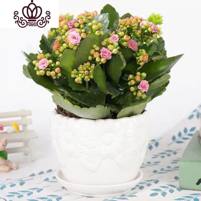 封后长寿花盆栽花卉植物室内花绿植绿巴黎长寿花重瓣大花四季开花花苗粉色 白向日葵陶瓷盆 买二送专用土不含盆参数配置 规格 性能 功能 苏宁易购