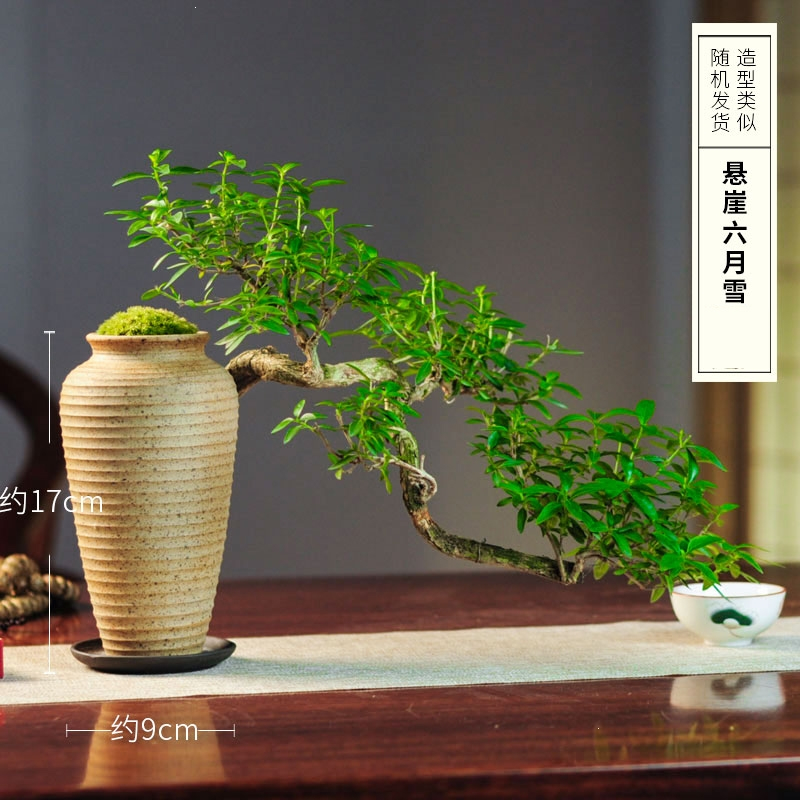 弹痕六月雪真盆景室内悬崖式植物造型摆件中式茶室阳台绿植花卉盆栽