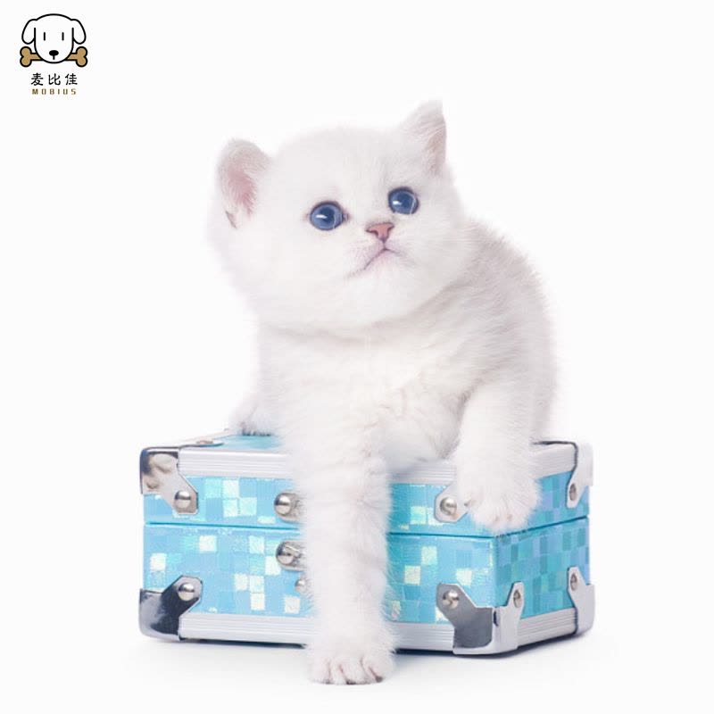 麦比佳 银渐层猫 纯种银渐层猫咪活体出售 双血统级英短毛猫银渐层金渐层幼猫活物 蓝眼睛 银点猫 白色宠物猫 公母视频挑选图片