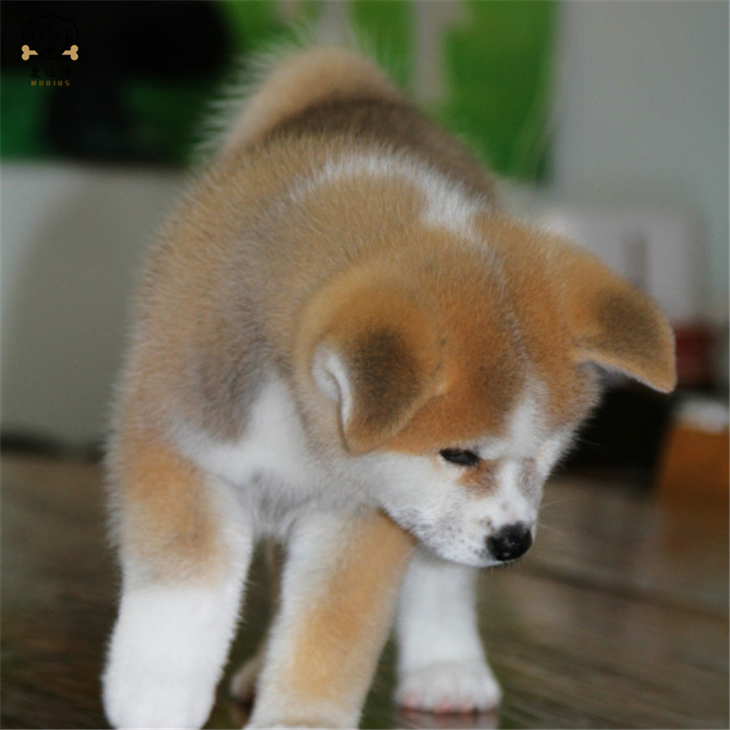 麦比佳 秋田犬 纯种秋田犬幼犬中大型秋田犬狗狗活体血统级精品日系秋田日本赛级秋田家庭犬视频挑选包健康秋田柴犬高清大图