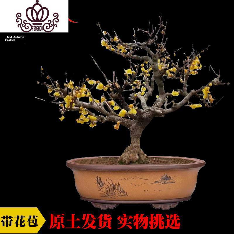 红梅树苗耐寒花卉植物室内花阳台庭院稀有宫粉台阁梅15年不含盆参数