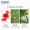 百雀羚 水嫩精纯明星修颜BB霜 40g（遮瑕控油隔离保湿草本BB霜）PECHOIN