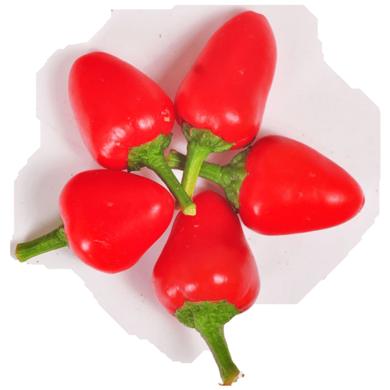 叶小米现摘新鲜子红灯笼椒莓辣椒海椒泡椒剁椒专用香辣型5斤