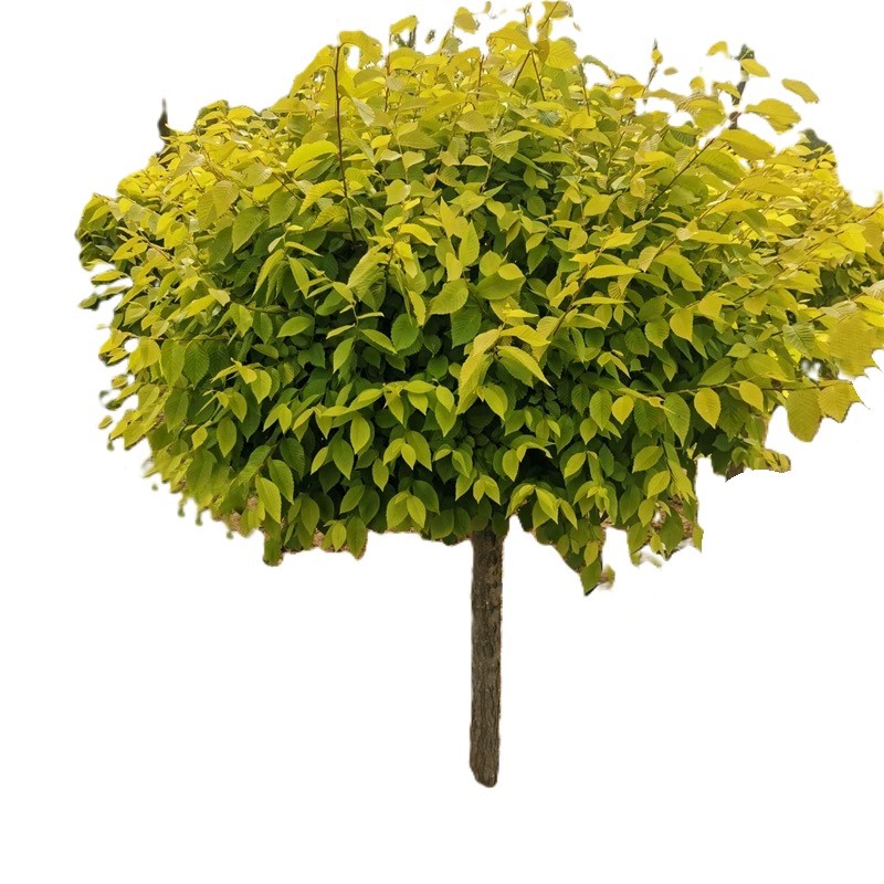 诚智旺 榆树球 1.2m高冠幅80cm /棵高清大图