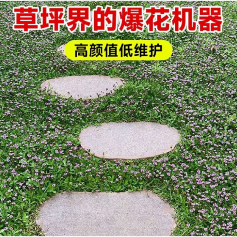 诚智旺 姬岩垂草 加密/平方米高清大图