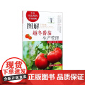 图解越冬番茄生产管理张海利 孙娟主编 9787109263765 中国农业出版生