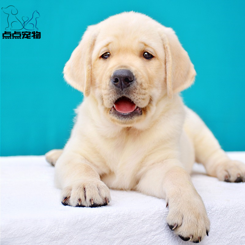 [点点宠物]宠物狗狗纯种拉布拉多犬幼犬 血统级拉布拉多 短毛家养健康宠物狗 高智商导盲犬黄色奶白色黑色可视频挑选高清大图