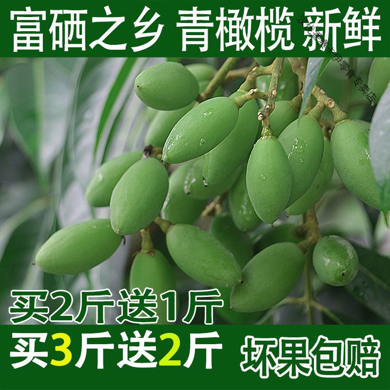 橄榄水果现摘新鲜青橄榄青果橄榄煲汤泡酒潮汕特产青橄榄生果 1斤(圆橄榄)高清大图