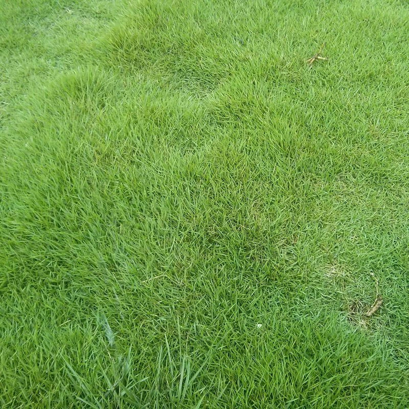 果兹 草坪种子 绿化草皮卷坪用草籽 1斤/包