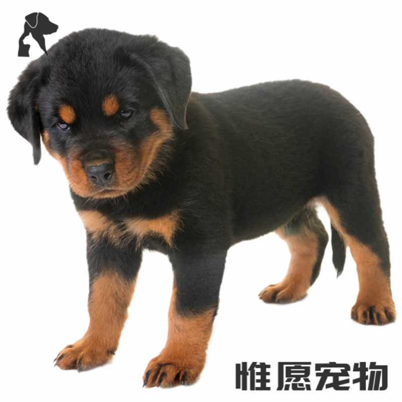 麦比佳 Mobius 狗狗活体狗狗罗威纳幼犬纯种宠物狗狗罗威纳大型犬猛犬大骨架罗威血统级德系罗威纳 包健赛级精品 价格图片品牌报价 苏宁易购惟愿宠物旗舰店