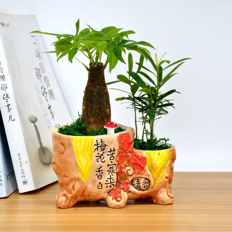 (小财源茂盛+财树+罗汉松含盆)财树盆栽罗汉松拼盆盆栽室内办公桌绿植物小盆栽生活日用园艺用品花卉绿植盆栽