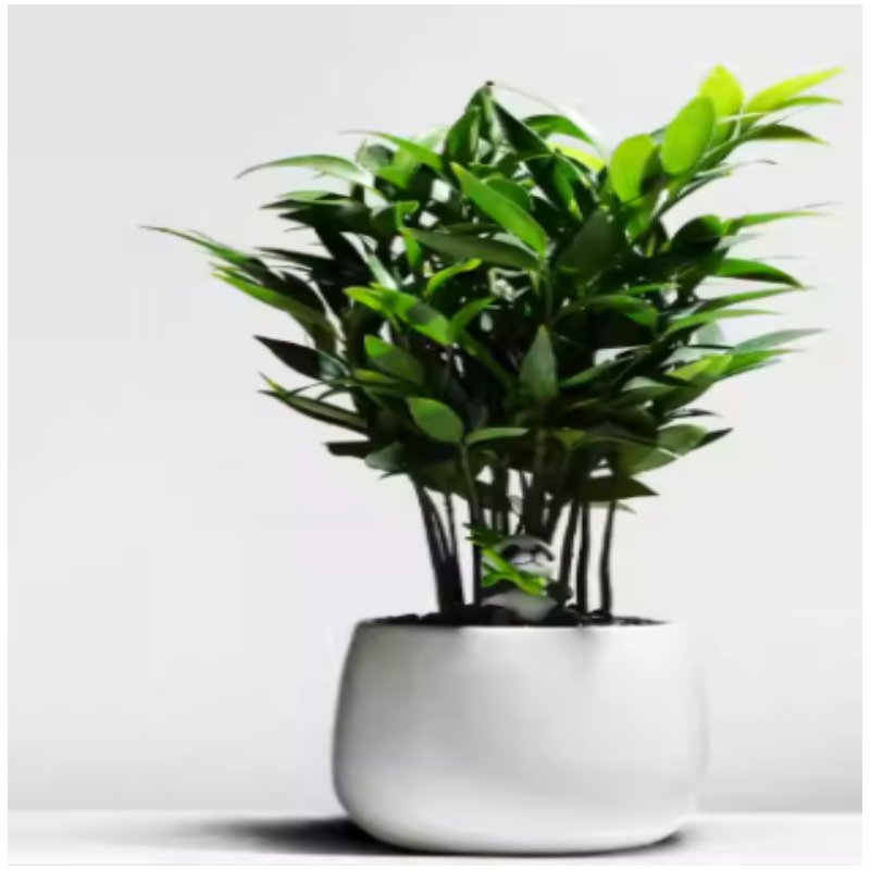 诚智旺 桌面盆栽 ZPZ-1/盆