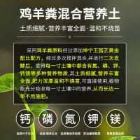 坤宁王营养土养花通用型家用多肉兰花专用土土壤泥炭土种植土花土