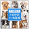 伯纳天纯中型犬大型犬成犬专用狗粮15KG自营宠物食品柴犬马犬金毛古牧萨摩犬粮狗干粮大狗天然粮无谷博纳天纯拉布拉多
