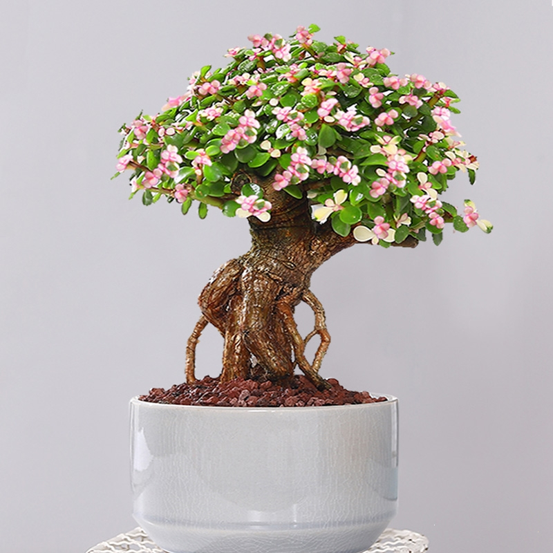 回固盆栽造型老桩罕见多肉植物稀有品种大株肉肉花卉新款盆景