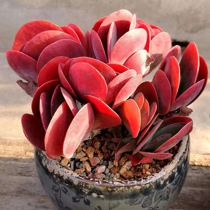 唐印锦肉肉植物多肉花贵货稀有品种盆栽批发超大株巨大特大盆栽 唐印