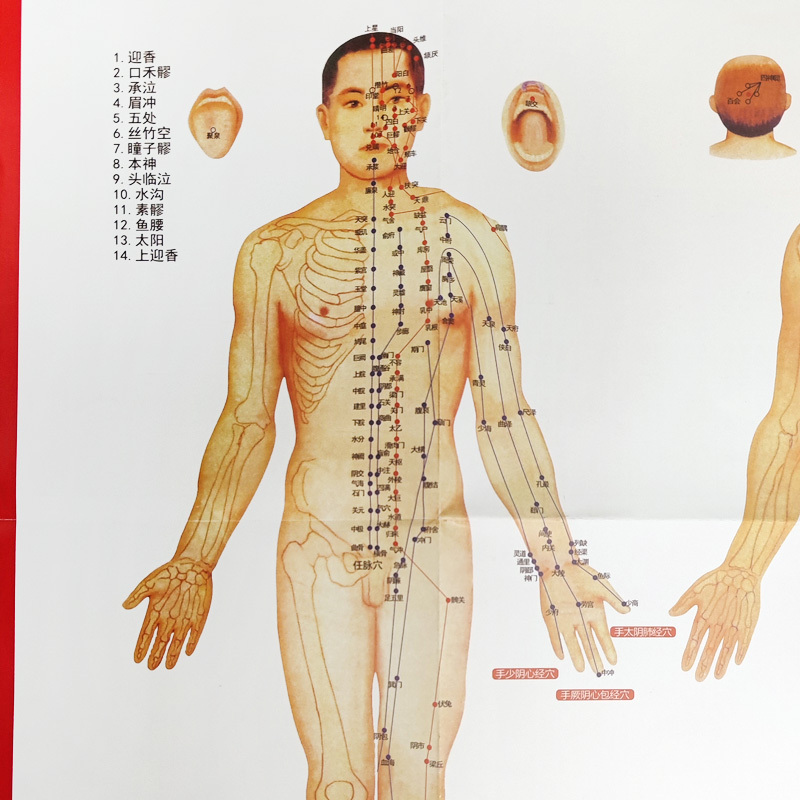 人体肌肉神经解剖挂图 [正版]标准经穴部位图 含 经络图 常见病历灸取穴参考表 常用体穴参考表艾灸注意事项人体肌肉神经解