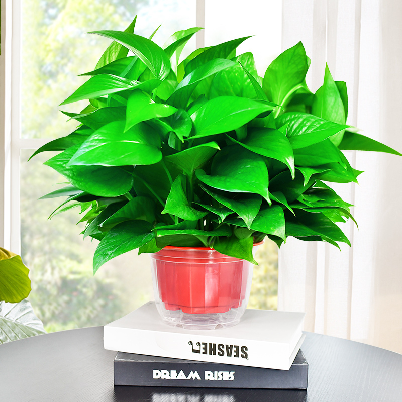 绿萝盆栽室内弹痕净化空气大绿箩长藤绿植花卉观叶植物