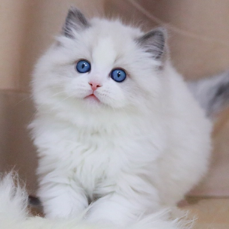 麦比佳 布偶猫幼猫 纯种布偶宠物猫咪活体幼崽 长毛猫 网红仙女猫猫 双血统赛级名猫海豹双色蓝双重点色蓝眼睛有视频高清大图