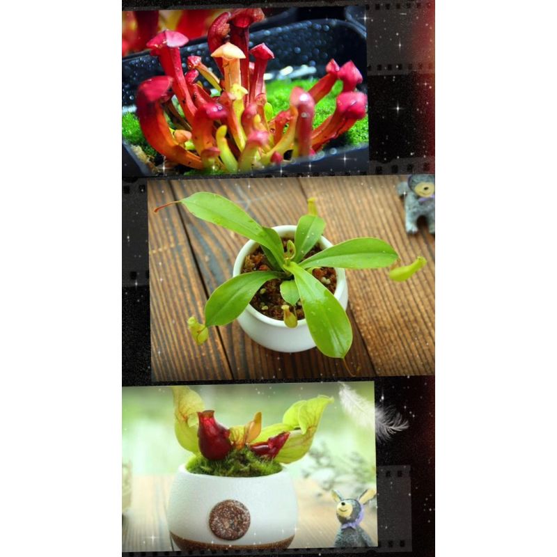 紫色瓶子草小苗4-6里米 含盆|捕蝇草食人花盆栽苗食虫植物驱蚊草多肉植物多肉绿植花卉 毛膏菜