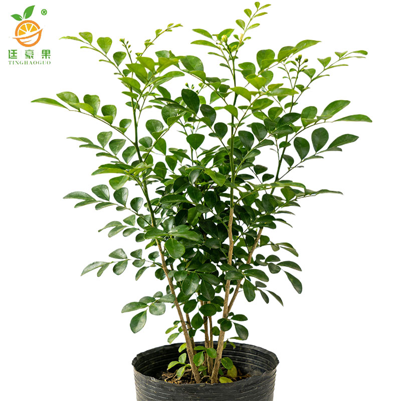 廷豪果 九里香 高40-50cm /棵高清大图