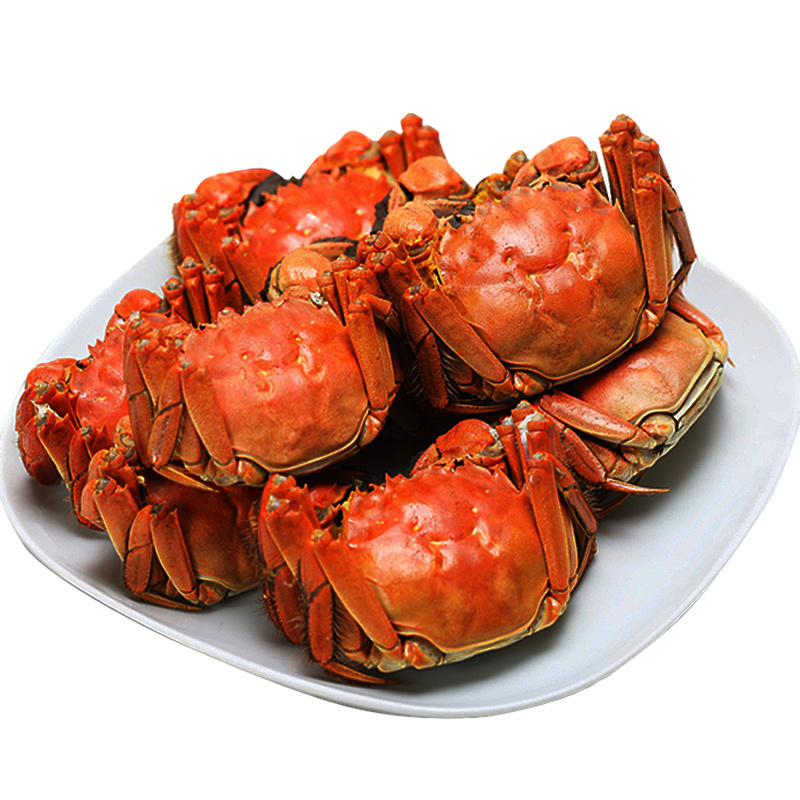 买8只送2只餐中王鲜活六月黄大闸蟹25两公母随机共10只装活蟹闸蟹螃蟹