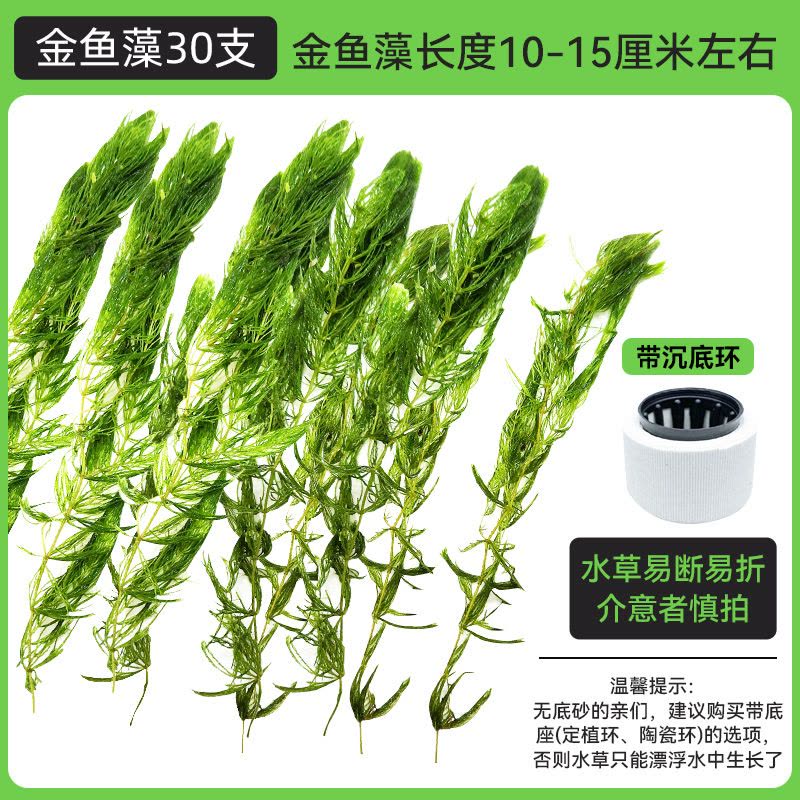 金鱼藻蜈蚣草水草植物绿菊鱼缸造景水培真草养鱼草缸绿植净水新手图片