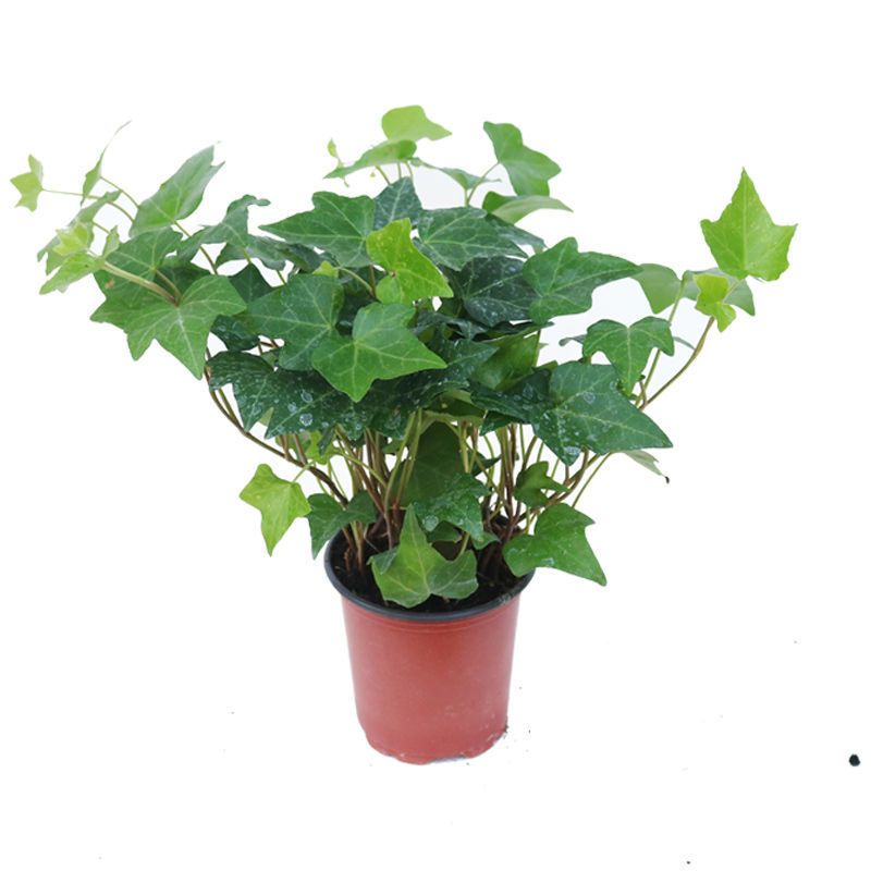 常春藤小苗盆栽常春藤盆栽室内垂吊兰金边长春藤好养植物吸甲醛爬藤挂