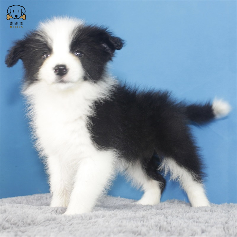 麦比佳 纯种边境牧羊犬幼犬 边牧狗狗活体幼犬双血统赛级高品质黑白三通牧羊犬 高智商边境宠物狗三通七白大围脖可视频挑选高清大图